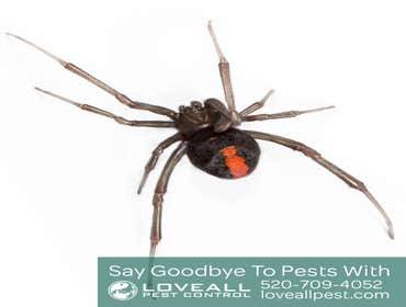 Termite-Pest Control Termite-Pest Control Service