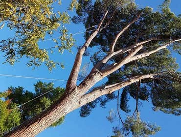 Photos by Villeda Tree Services #1