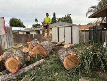 Photos by Pro M Tree Service #60