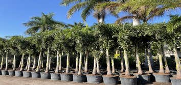 Photos by B&c Fruit Trees & Landscape LLC #1