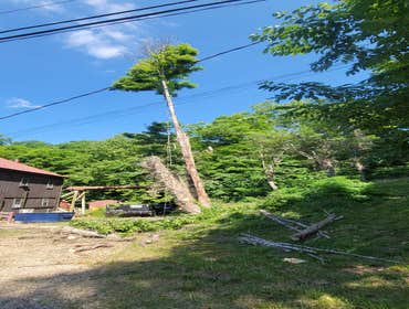 Photos by Hernandez Tree Services #32