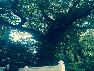Tree Service South Jersey