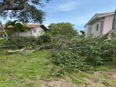 Photos by Arbobella Tree Service #1