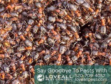 Termite-Pest Control Termite-Pest Control Service