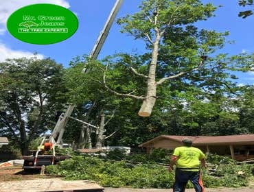 tree service