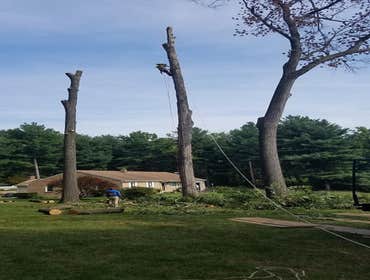 Photos by Amigos Lawn Care & Tree Service #1