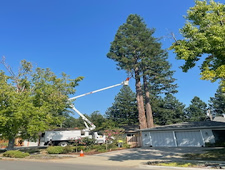 Photos by Carlos Tree Service LLC #18