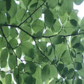 Greenwood Tree Service