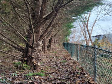 Photos by Hernandez Tree Services #22
