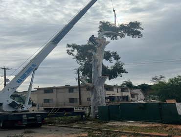 Photos by California Green Tree Care #1