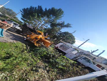 Photos by Guacamaya Tree Service & Lawncare Inc #10