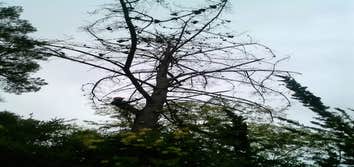 Photos by Encinal Tree Service Inc #2