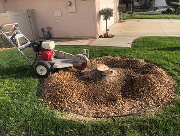 Photos by Efrain Tree Services #1
