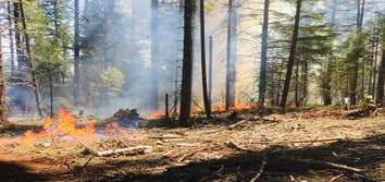 Underdog Timber Felling, LLC