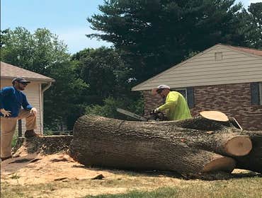 Photos by Carlos Tree Service #1