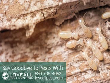 Termite-Pest Control Service