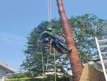 Photos by California Green Tree Care #1