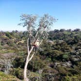 Tree Services Tree trimming Before and After