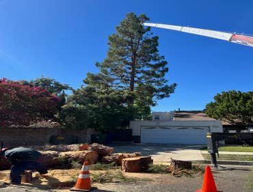 Photos by California Green Tree Care #1