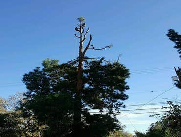 Photos by Villeda Tree Services #1