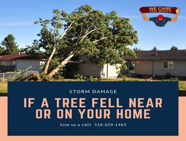 We Care Tree Services Looking for complete tree service. From tree removal to land clearing – We Care Tree Service can handle all of your tree service 