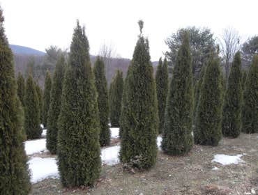 Photos from Andes Nursery