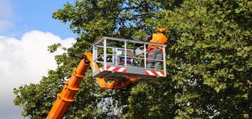 Kings County Tree Service