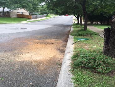 Photos from South Texas Tree of Life Tree S.Tx Tree of Life Tree Service
