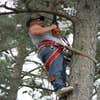 Chris Cox Tree Works logo