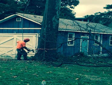 Tree Service South Jersey