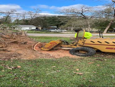 Photos by Contreras Tree Services #6