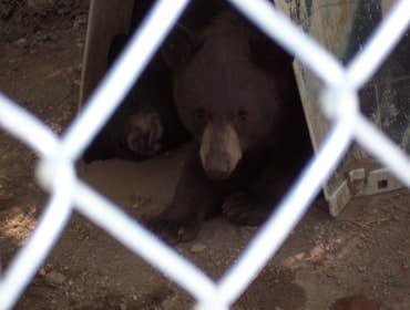 Nm Bear watch 9-23-11