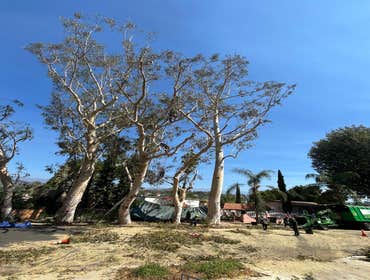 Photos by California Green Tree Care #1