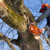 Photos by Full Tree Service Panama City #1