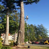 Photo(s) from Pacific Tree Care Solutions Llc