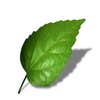 Viridis Landscaping logo