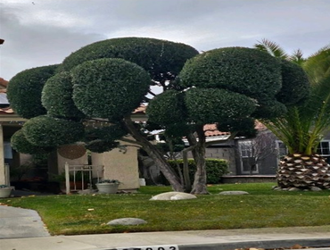 Photos by Master of Tree Care Services Inc #2