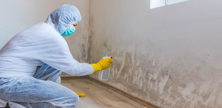 Cowboy Hat Mold Removal Experts
