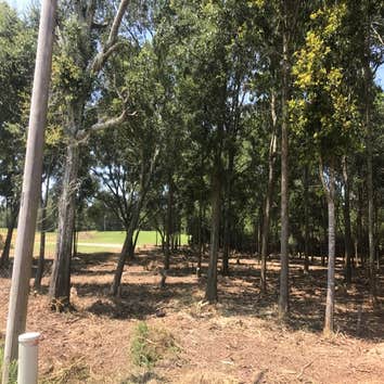 Brush cutting and clearing