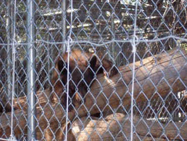 Nm Bear watch 9-23-11