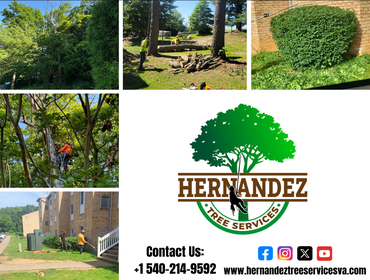 Photos by Hernandez Tree Services #29