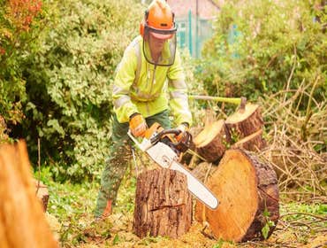 Photos by Folsom Tree Service #1