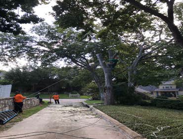 Photos by K-perez Tree Services #1