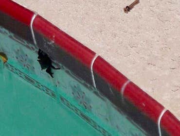 Pools and Project Photos