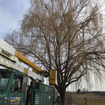 Photos by Morfins Tree Trim & Landscape #1