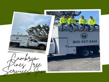 Photos by Cambria Pines Tree Service Inc #4