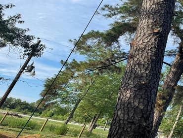 Photos by Contreras Tree Services #17