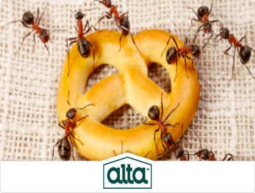 Photos by Alta Pest Control #1