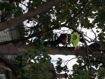 Tree Service South Jersey