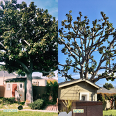 Tree Trimming